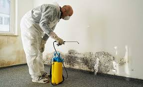 Reliable Lincoln Park, PA Mold Removal Solutions